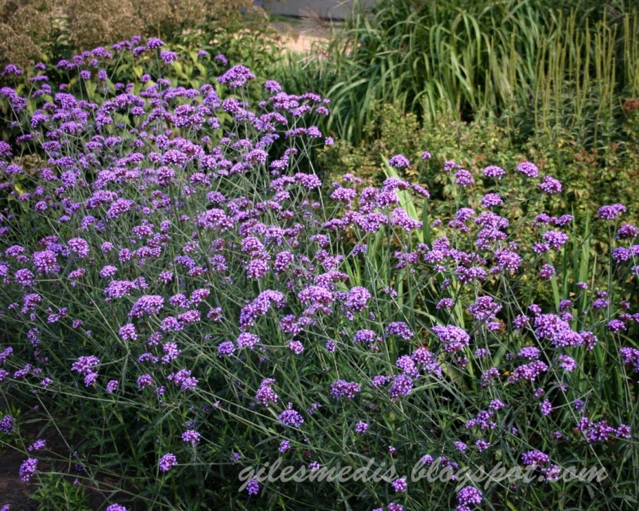 Вербена бонарская (Verbena bonariensis)