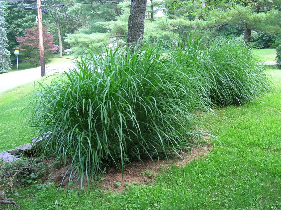 Осока мискантус