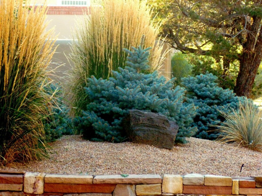 Миксбордер с можжевельником Скайрокет