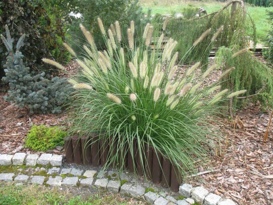 Пеннисетум Маудри