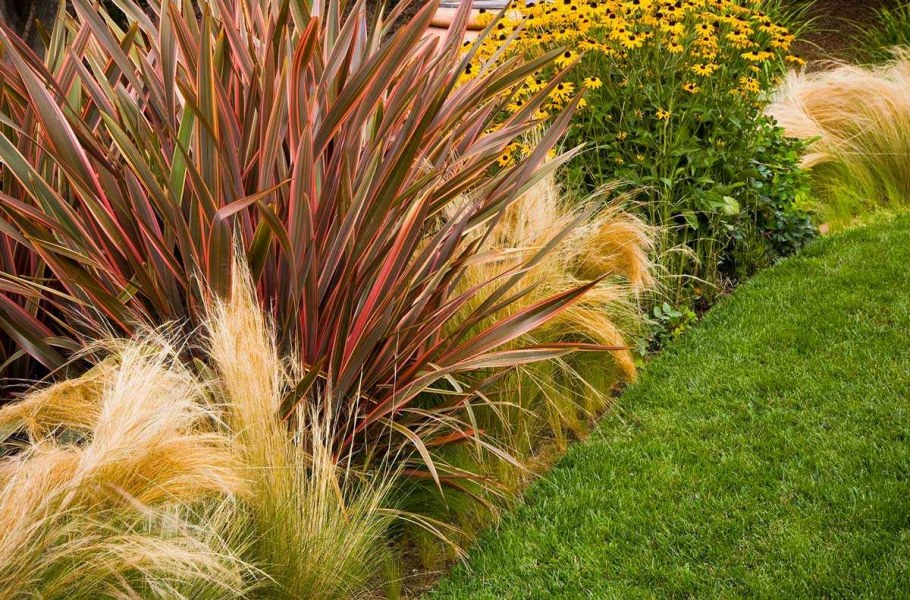 Осока мискантус