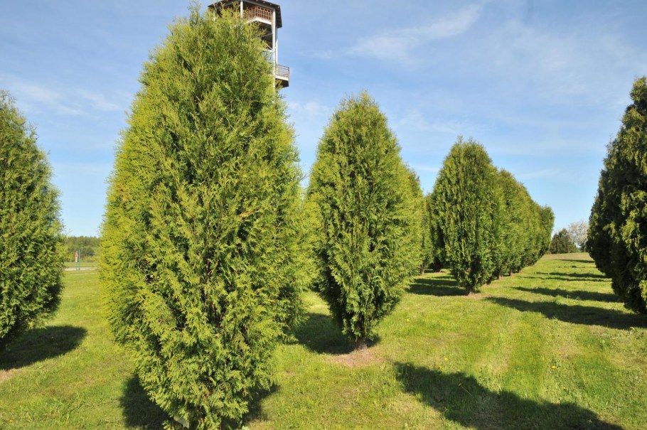 Туя Западная wagneri