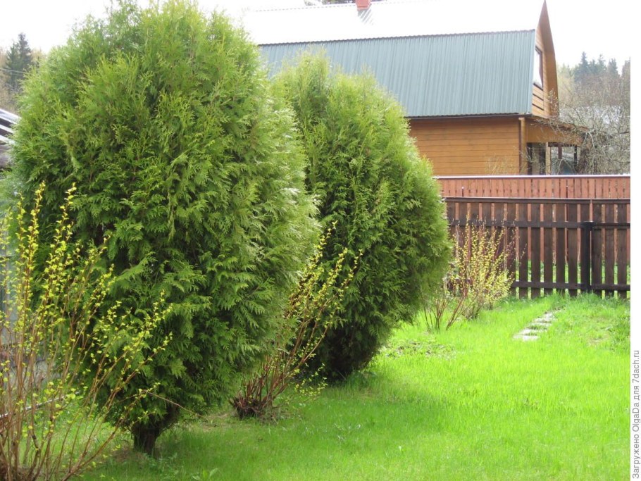 Туя Вагнера