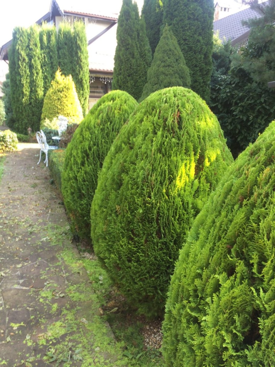 Туя Восточная Ауреа Нана