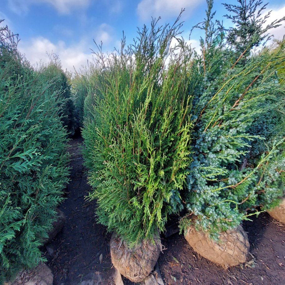 Туя Вагнери фото