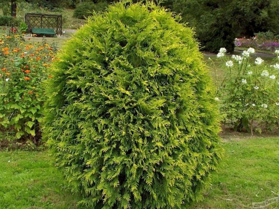 Туя Западная Вагнера