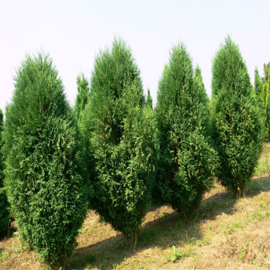 Туя Вагнери