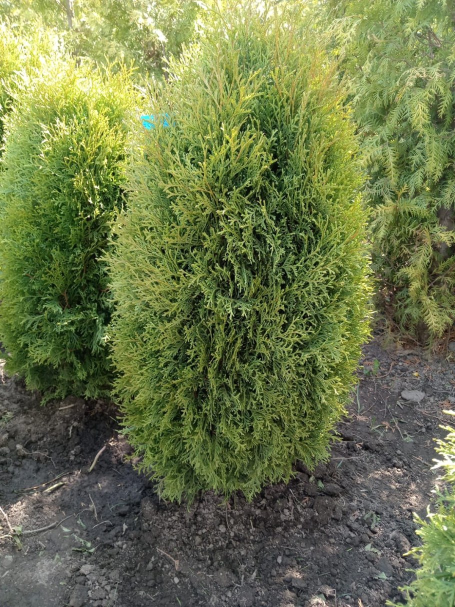 Туя Вагнери