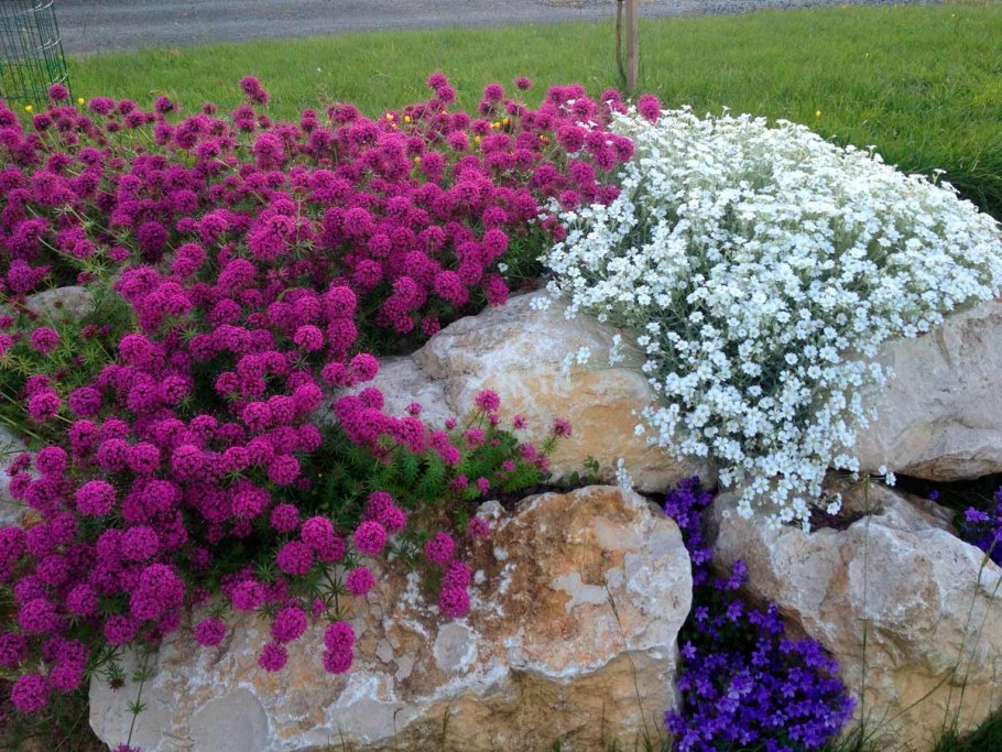 Ясколка и алиссум