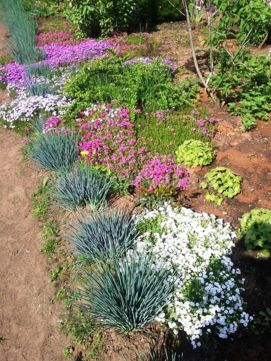 Ясколка Биберштейна на клумбе