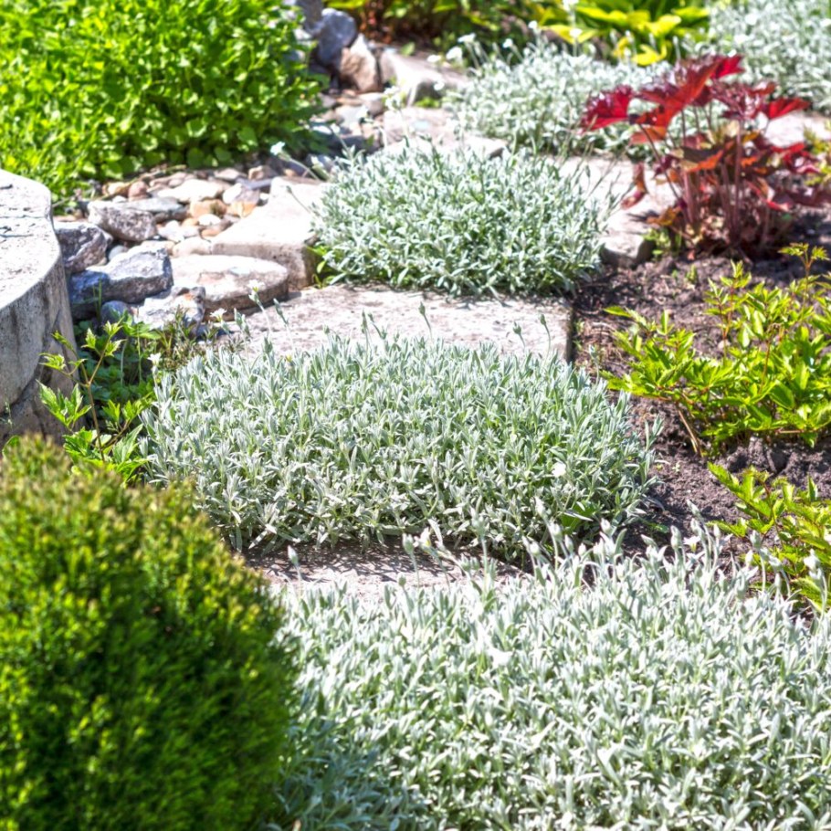 Почвопокровные многолетники Ясколка