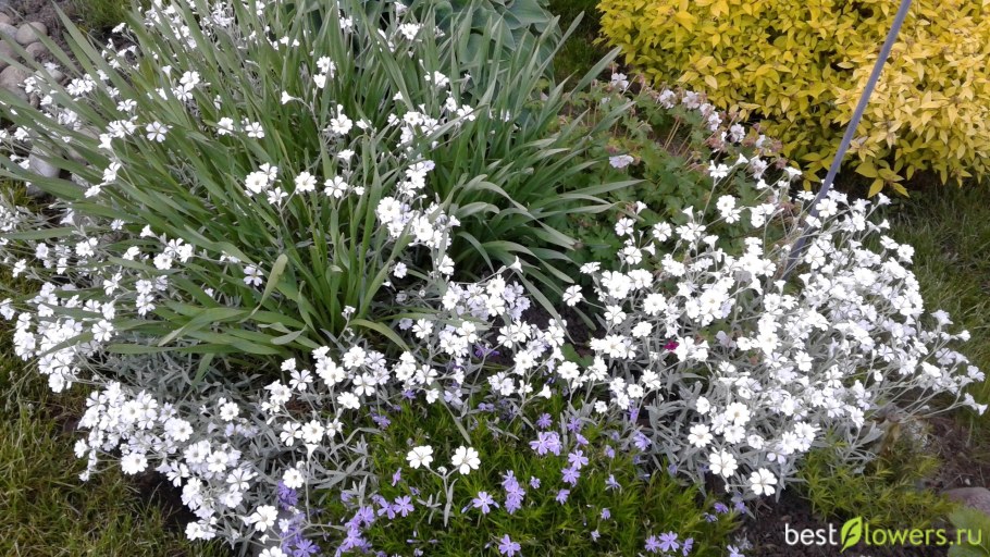 Клумба алиссум Ясколка