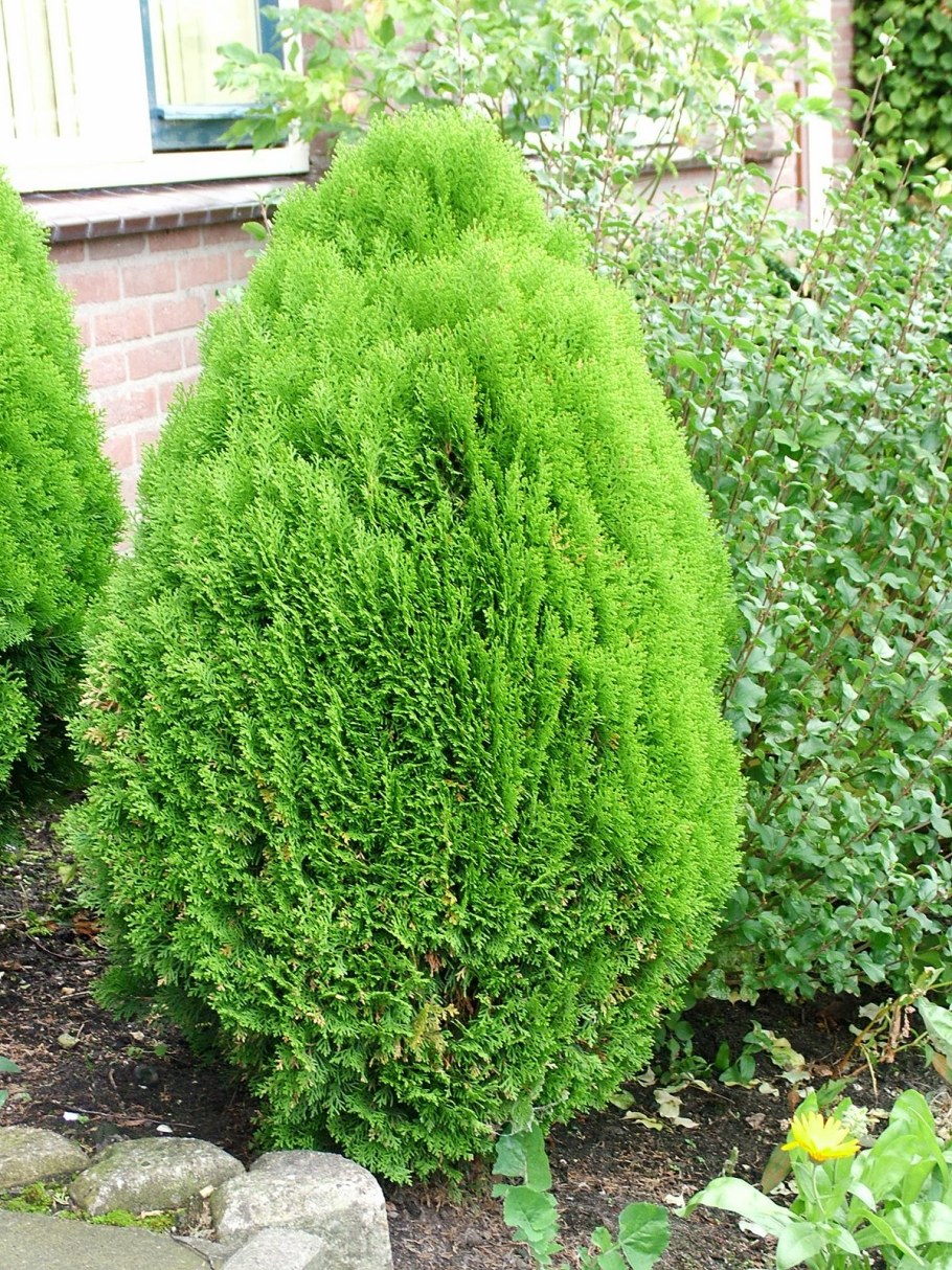 Туя Thuja occidentalis Aurea Nana