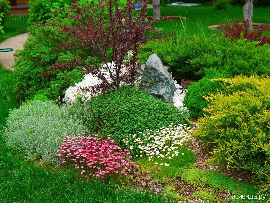 Ясколка на альпийской Горке