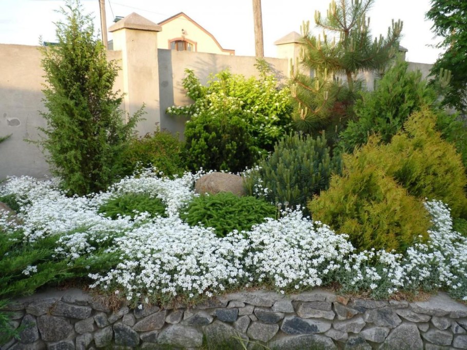 Ясколка войлочная Биберштейна