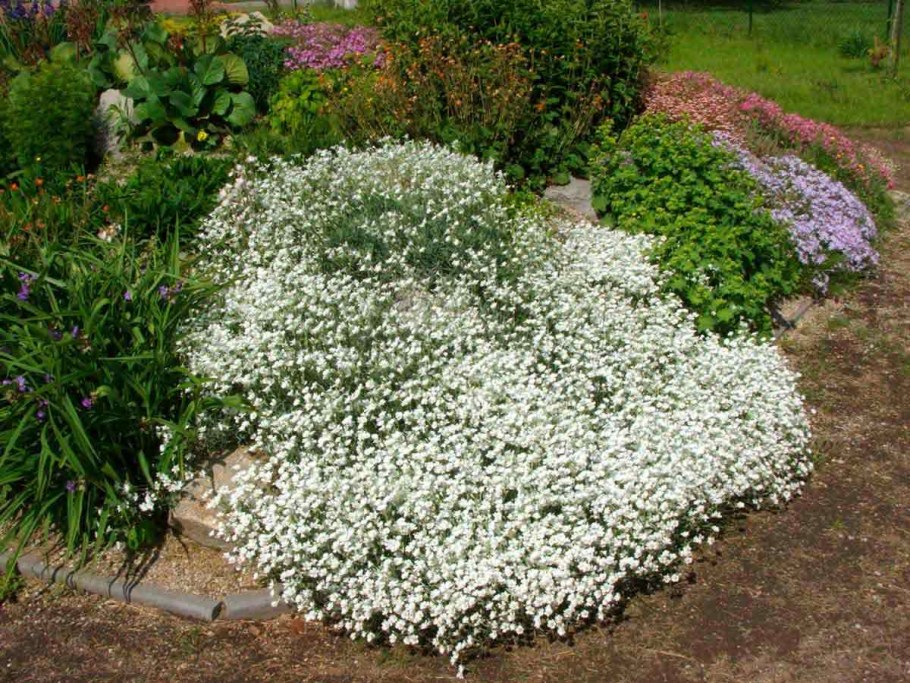Ясколка войлочная (Cerastium tomentosum)