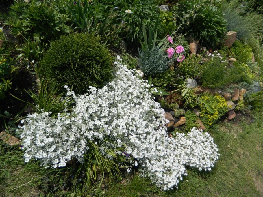 Ясколка многолетняя яснотка