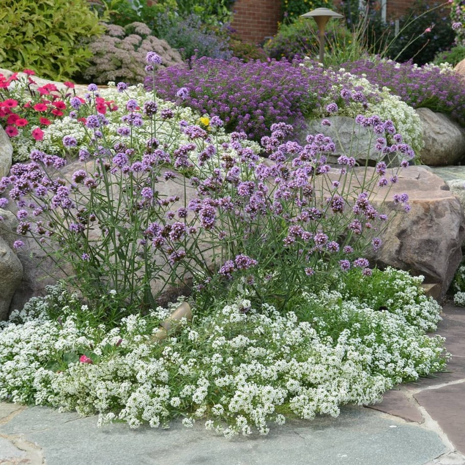 Клумба алиссум Ясколка