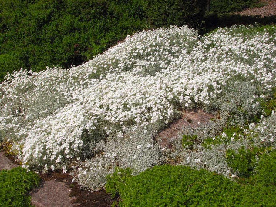 Ясколка Альпийская Биберштейна