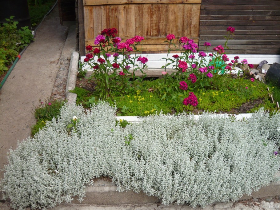 Почвопокровные многолетники Ясколка