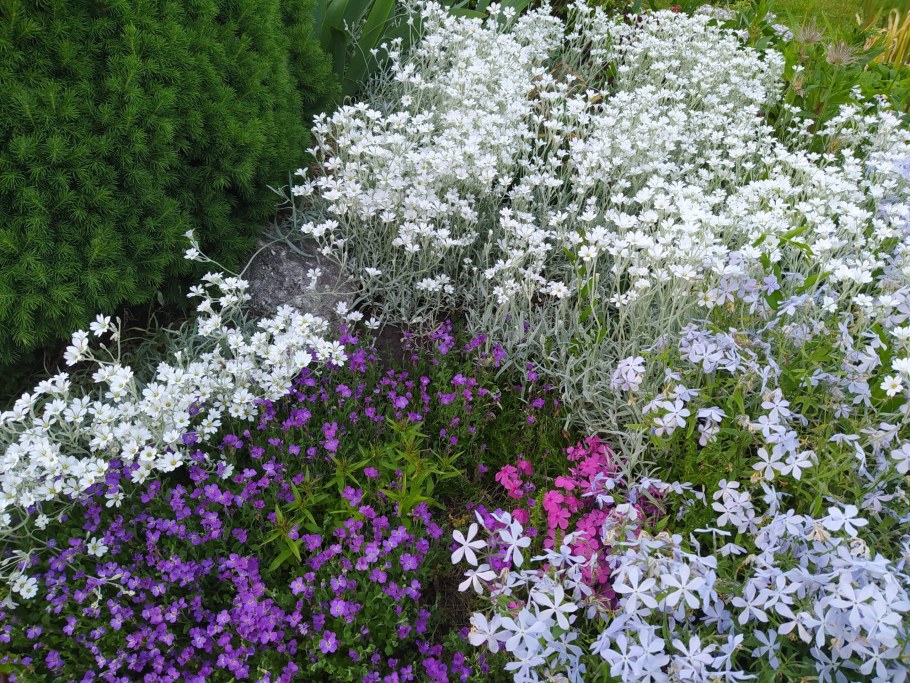 Ясколка Кудасова