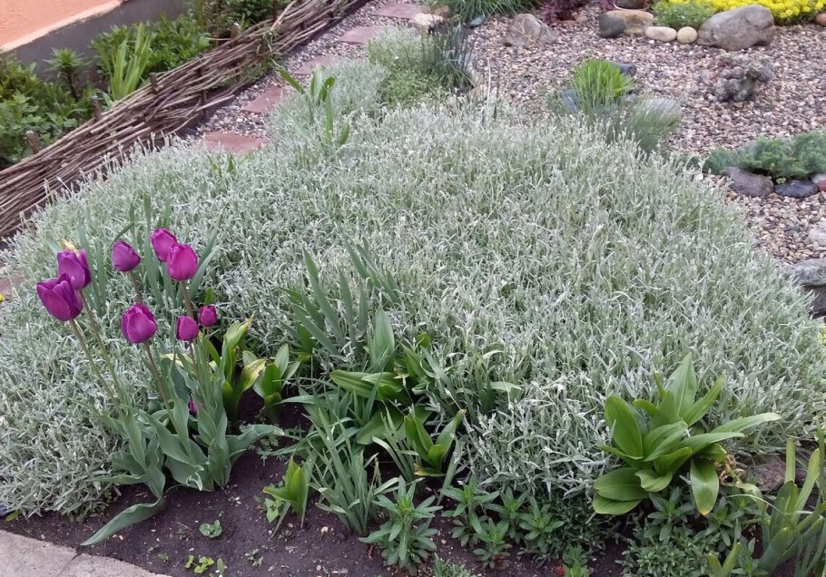 Ясколка и алиссум