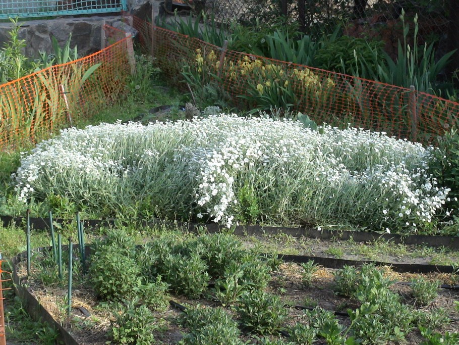 Ясколка войлочная