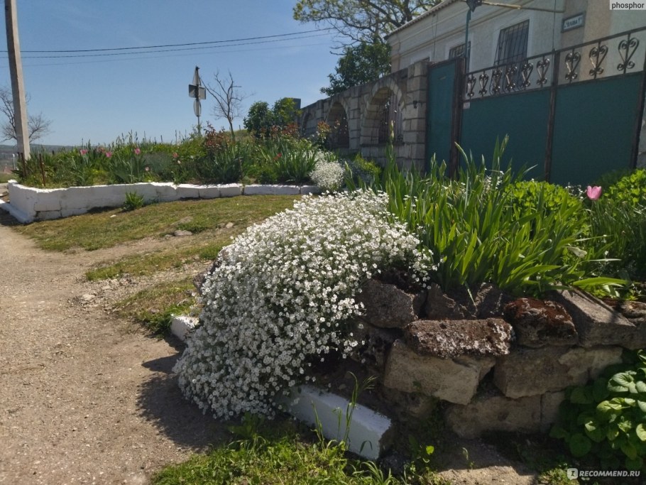 Цветы Ясколка снежный ковер