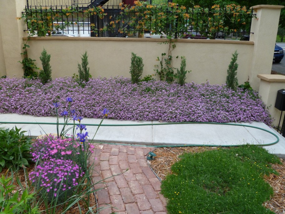 Мыльнянка ползучая