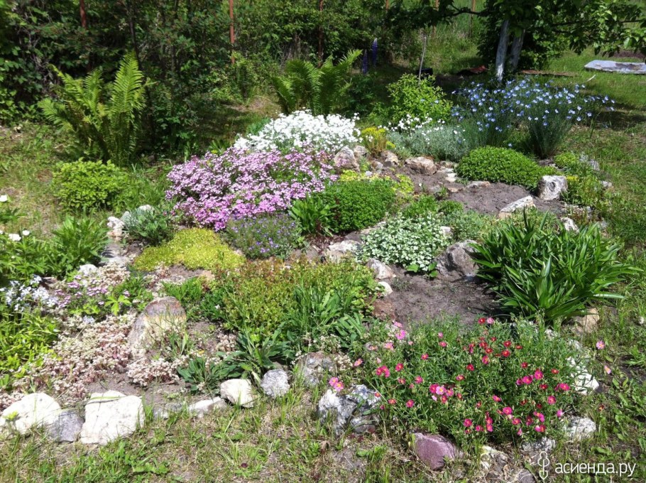 Ясколка и живучка