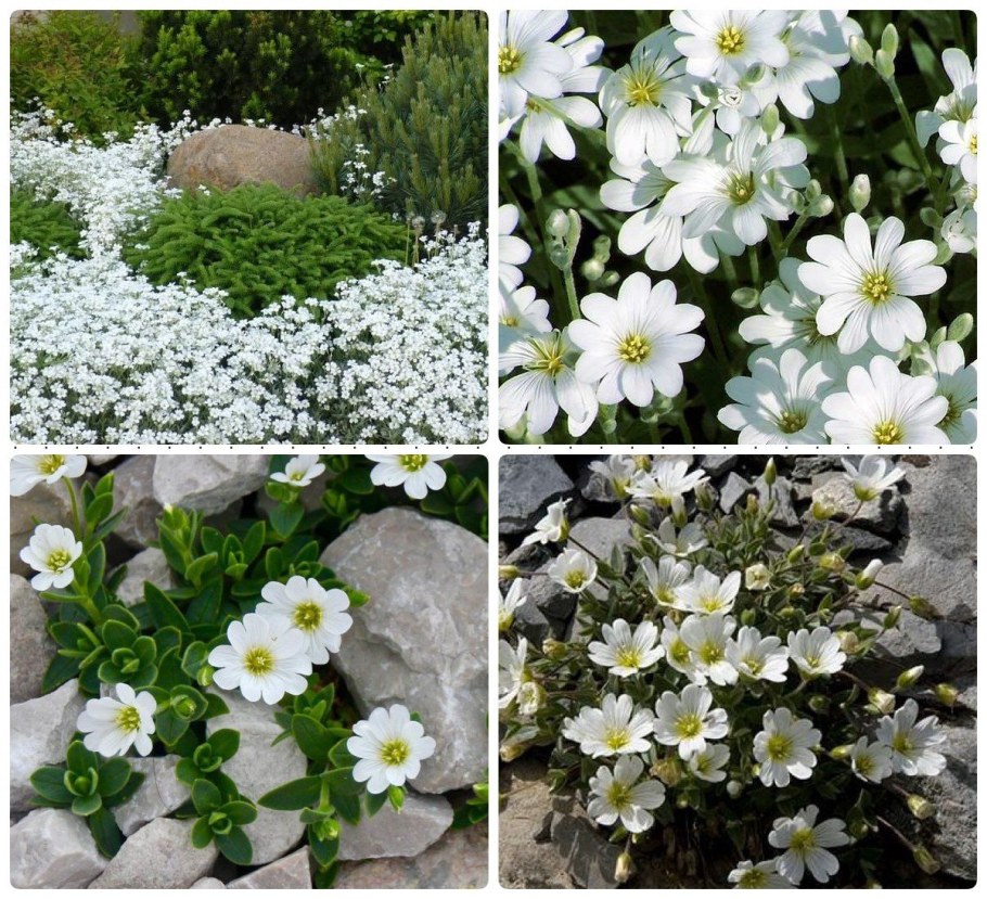 Почвопокровник Ясколка