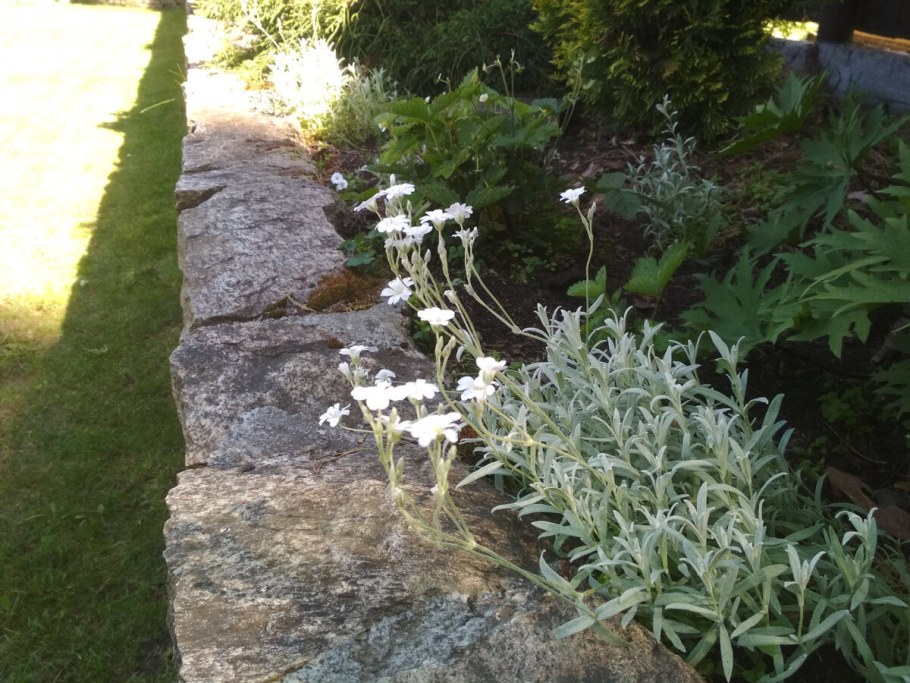 Ясколка Биберштейна