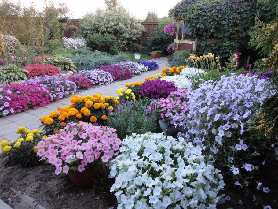 Ясколка многолетняя на клумбе