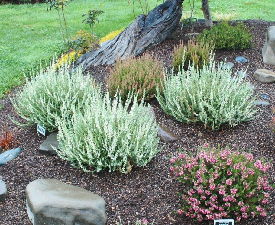 Вереск + бухарник