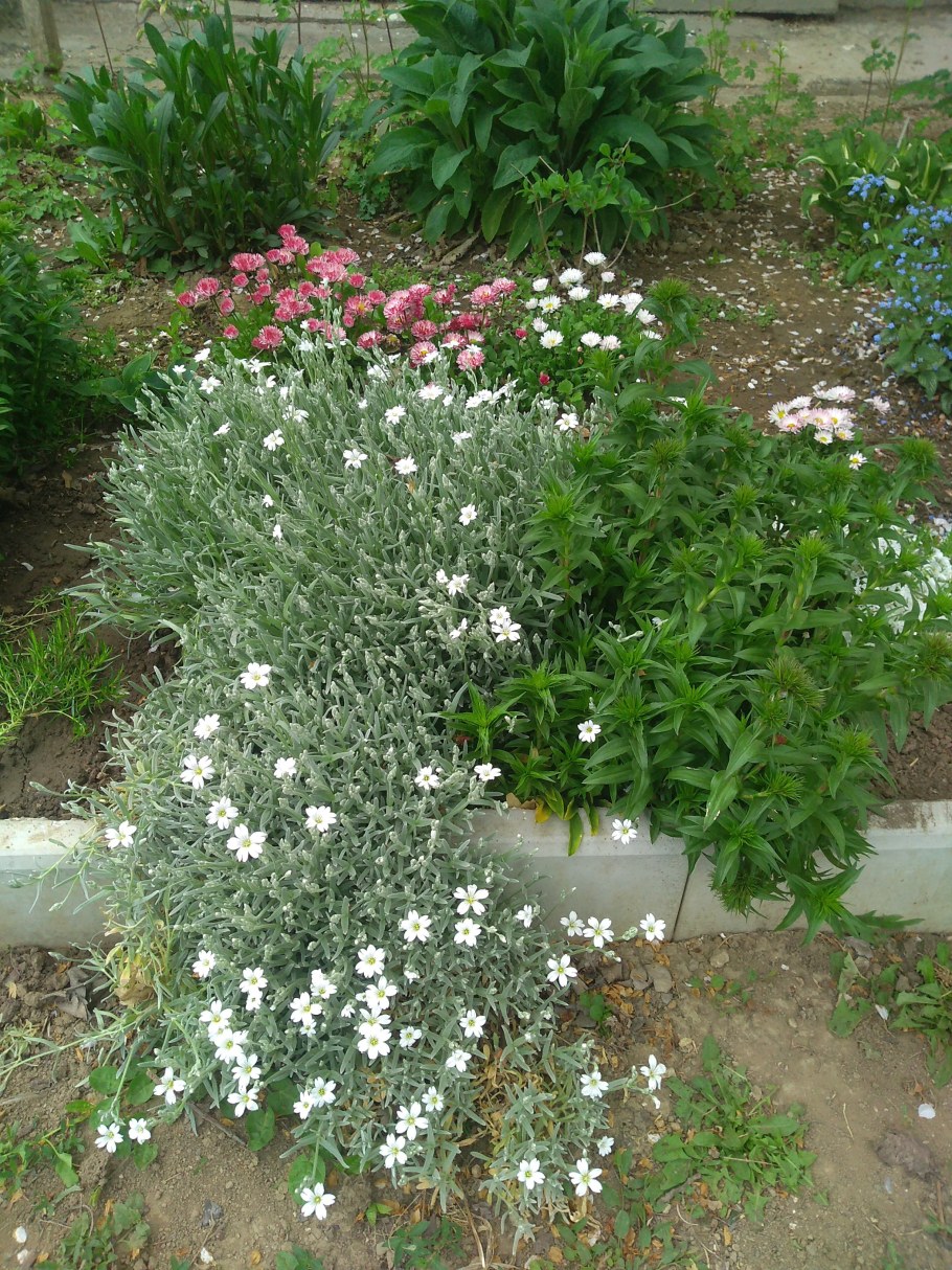 Ясколка Кудасова