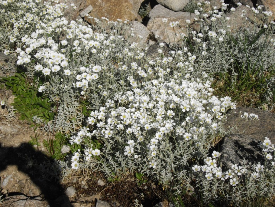 Ясколка шерстистая