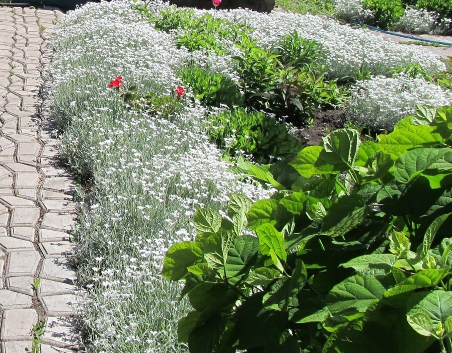 Клумба алиссум Ясколка