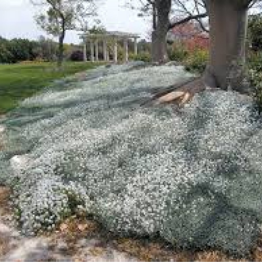 Ясколка войлочная Сerastium tomentosum