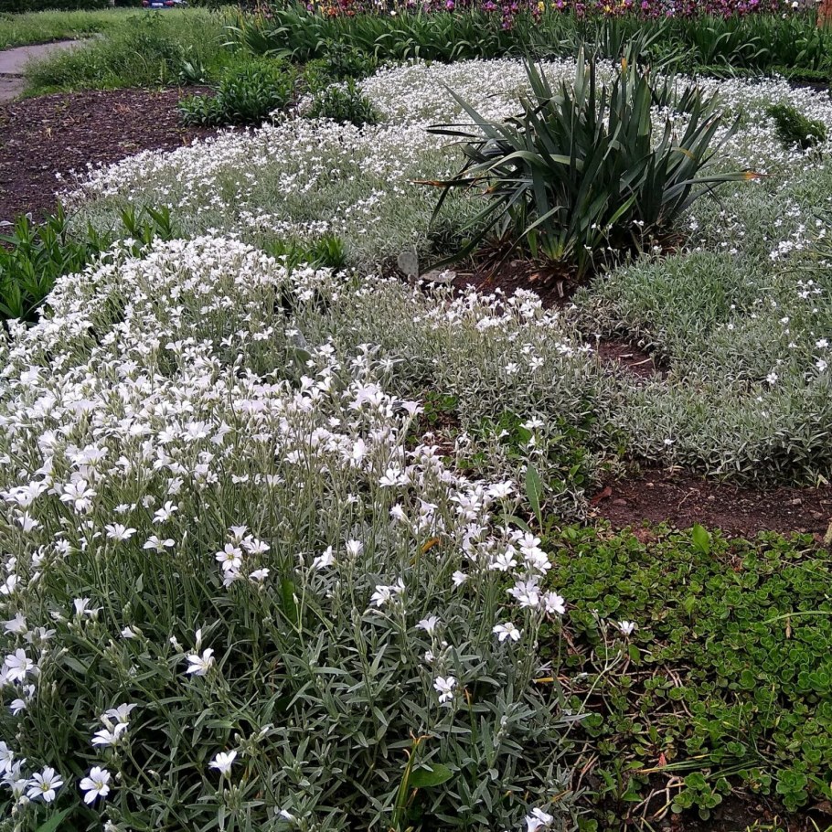 Ясколка Биберштейна Виктория