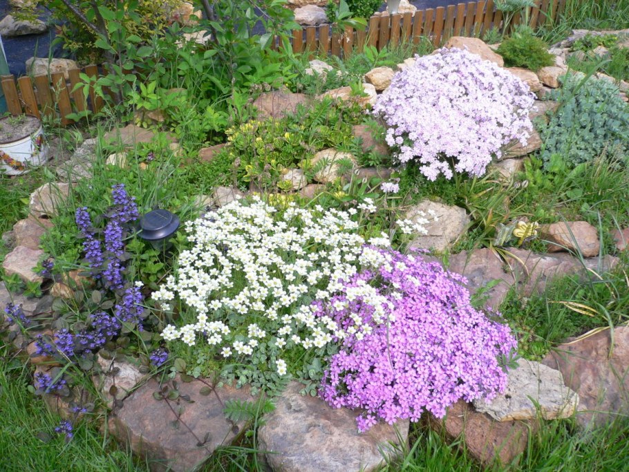 Ясколка и камнеломка