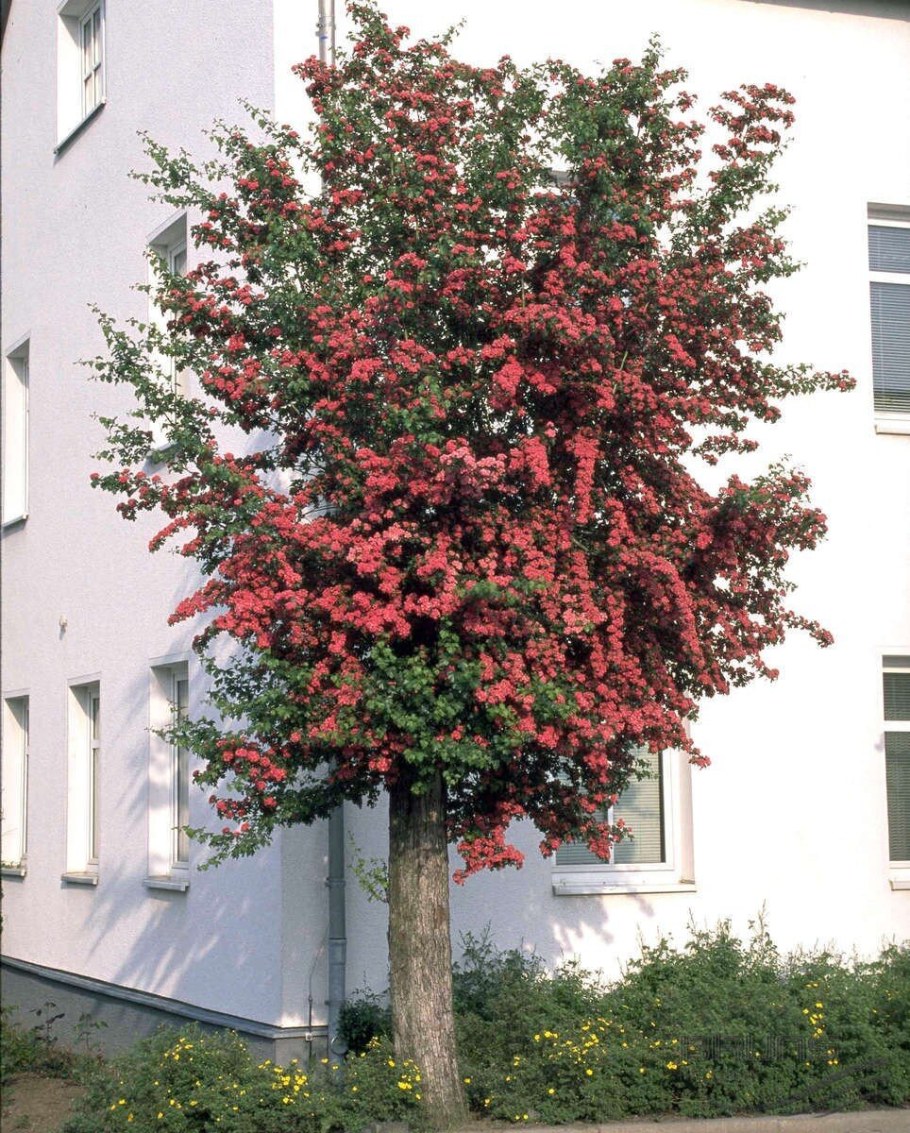 Боярышник Пауль Скарлет дерево