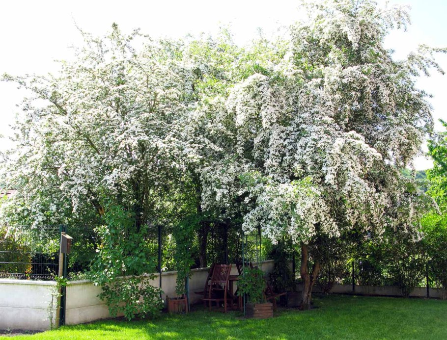 Боярышник однопестичный в ландшафте