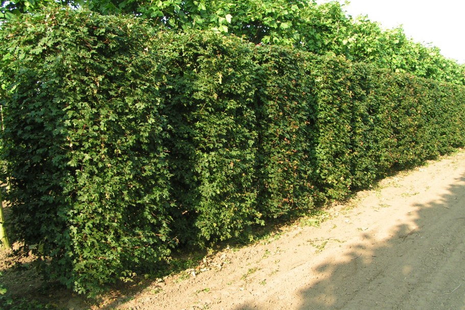 Боярышник сливолистный изгородь