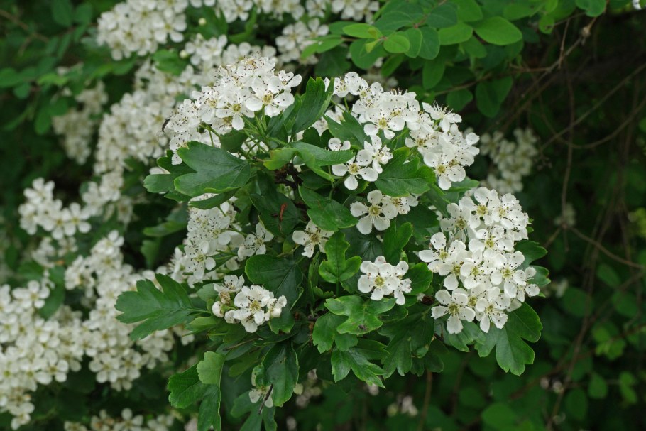 Боярышник однопестичный Crataegus