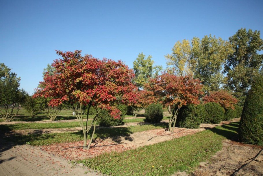 Ирга Ламарка