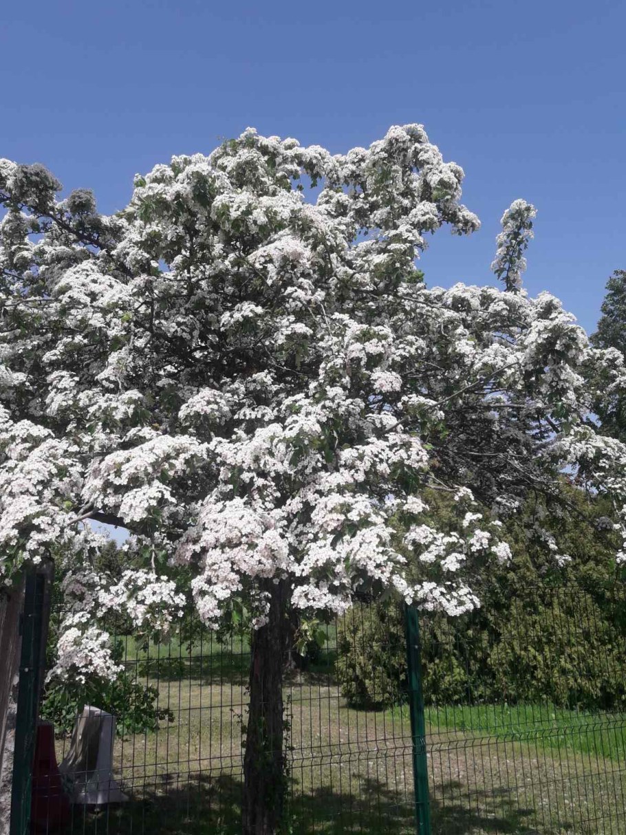 Боярышеик одно пестичный