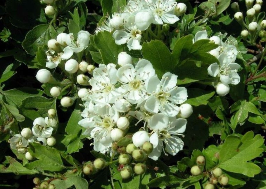 Боярышник однопестичный куст