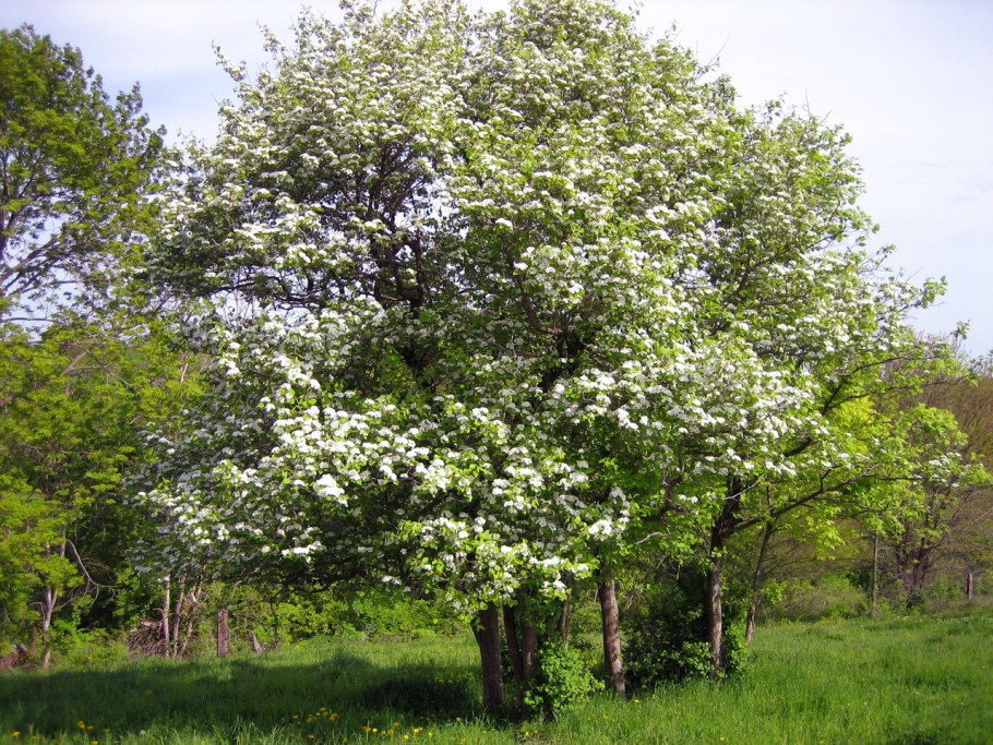 Боярышник сливолистный куст