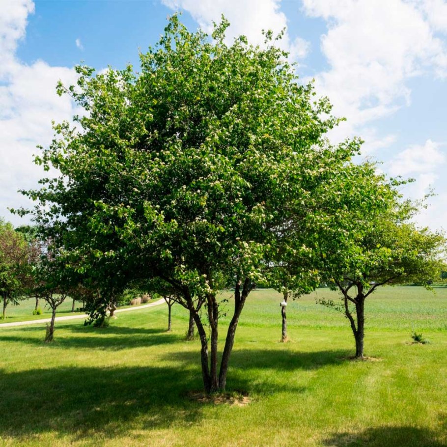 Боярышник однопестичный