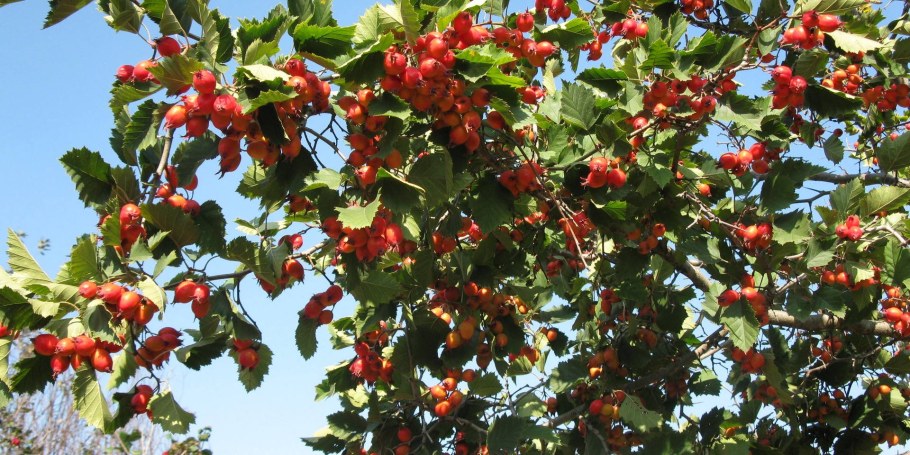 Боярышник Арнольда Crataegus arnoldiana